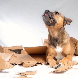 dogs1_0115