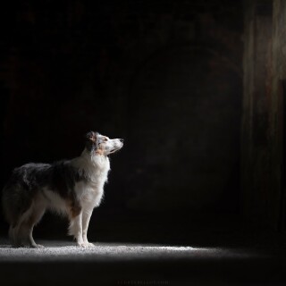 dogs1_0116