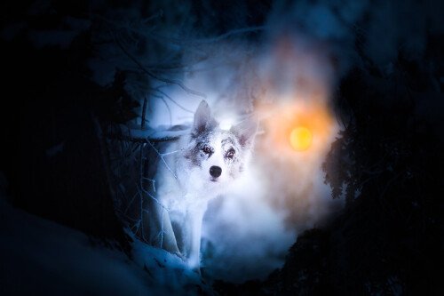 dogs1 0117