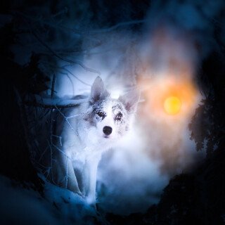 dogs1_0117