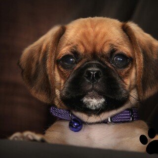 dogs1_0120