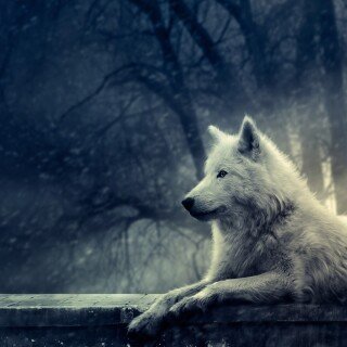 dogs1_0121
