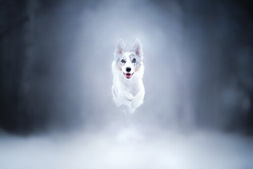dogs1 0122