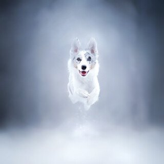 dogs1_0122