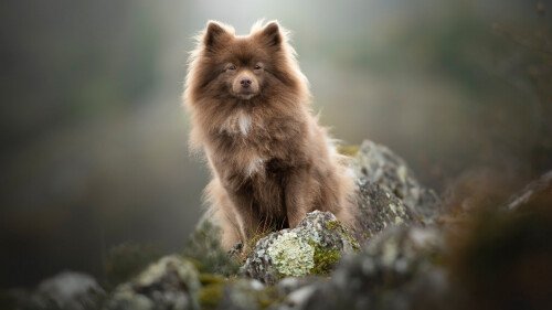 dogs1 0128