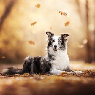 dogs1_0134