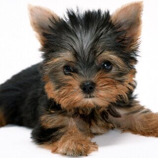 dogs1_0140