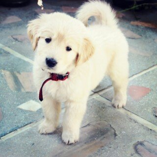 dogs1_0149