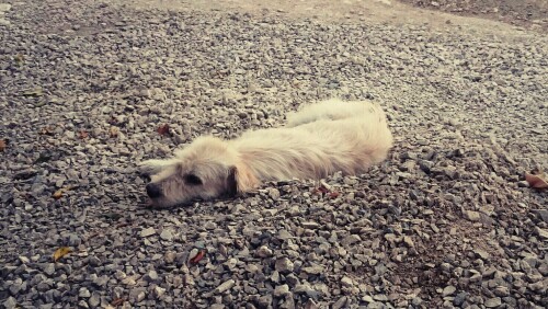 dogs1 0158