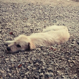 dogs1_0158