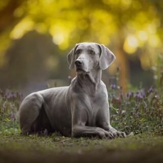 dogs1_0165