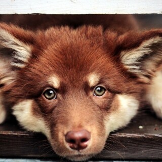 dogs1_0171