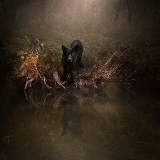 dogs1_0172