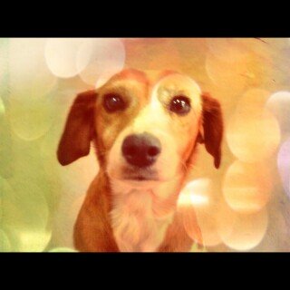 dogs1_0180