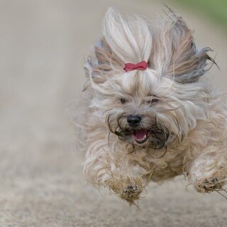 dogs1_0181