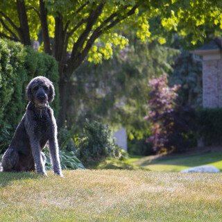 dogs1_0186