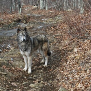 dogs1_0196