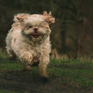 dogs1_0203