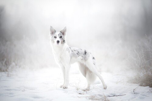 dogs1 0208