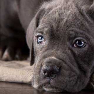 dogs1_0213