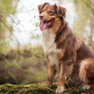 dogs1_0215