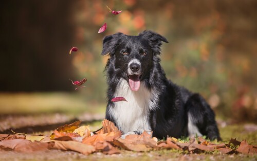 dogs1 0231