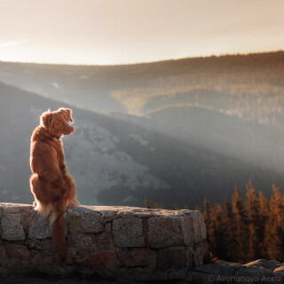 dogs1_0235