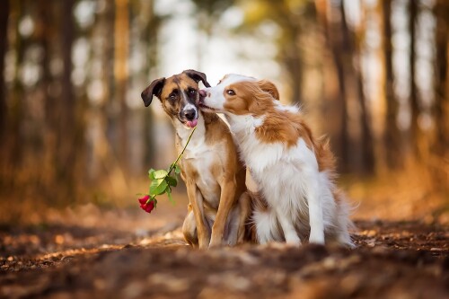 dogs1 0239