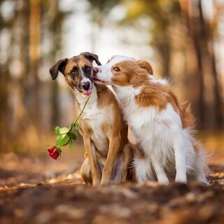 dogs1_0239