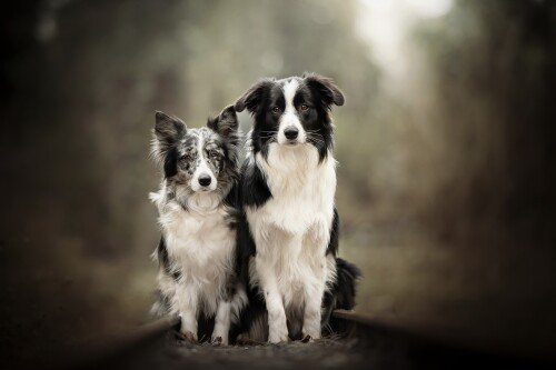 dogs1 0242