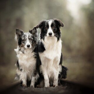 dogs1_0242