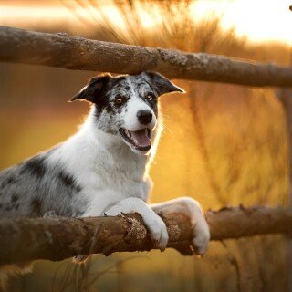 dogs1_0246