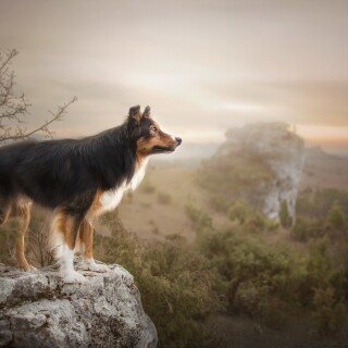 dogs1_0247