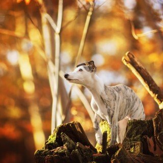 dogs1_0250