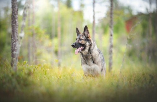 dogs1 0251