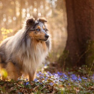 dogs1_0253