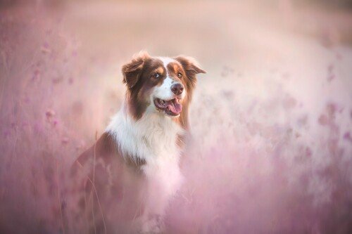dogs1 0257