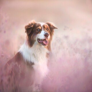 dogs1_0257