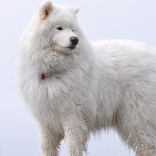 dogs1_0258