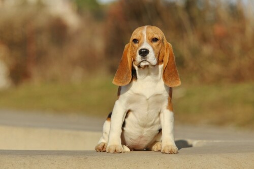 dogs1 0261