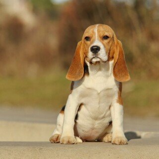 dogs1_0261