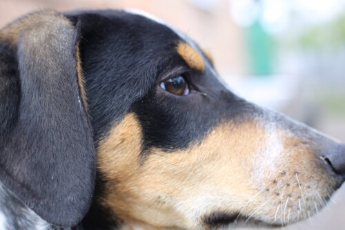 dogs1 0264