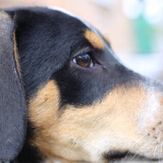 dogs1_0264