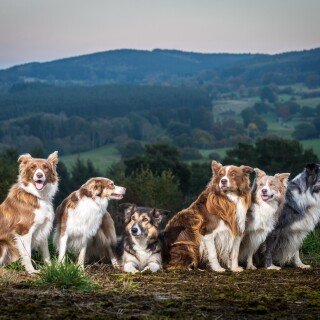 dogs1_0265