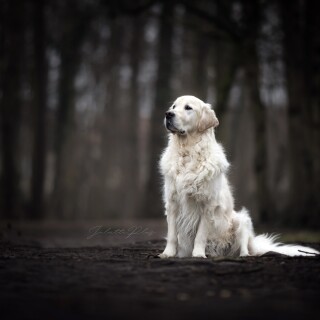 dogs1_0266