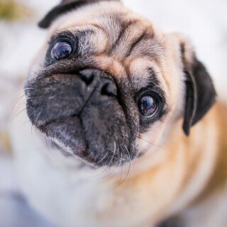 dogs1_0268