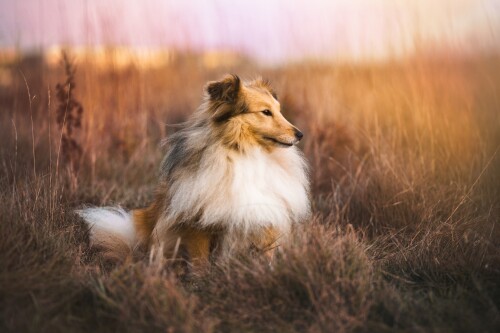 dogs1 0270