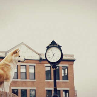 dogs1_0272