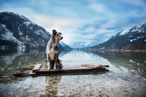 dogs1 0280