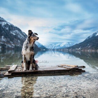 dogs1_0280